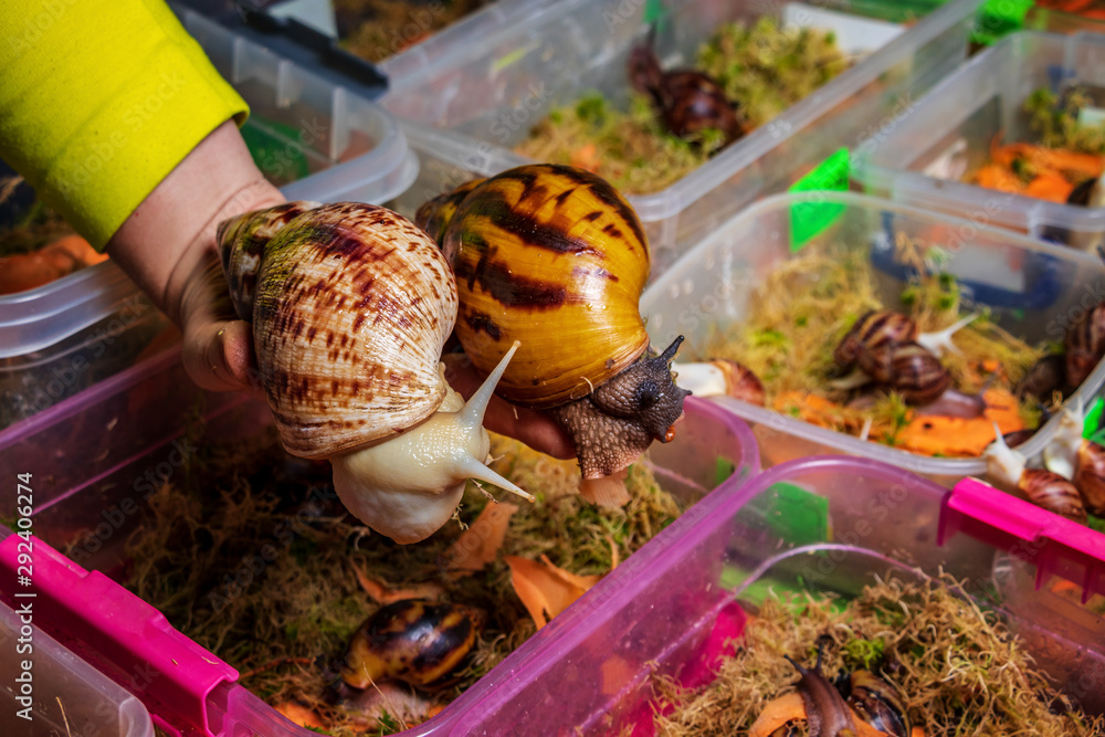 Breeding of giant African snails.