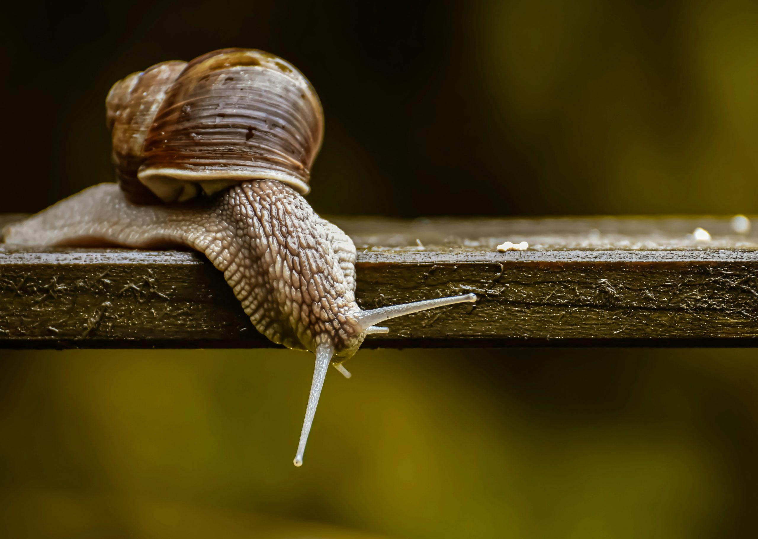 brown-snail-on-brown-wooden-stick-stockpack-unsplash