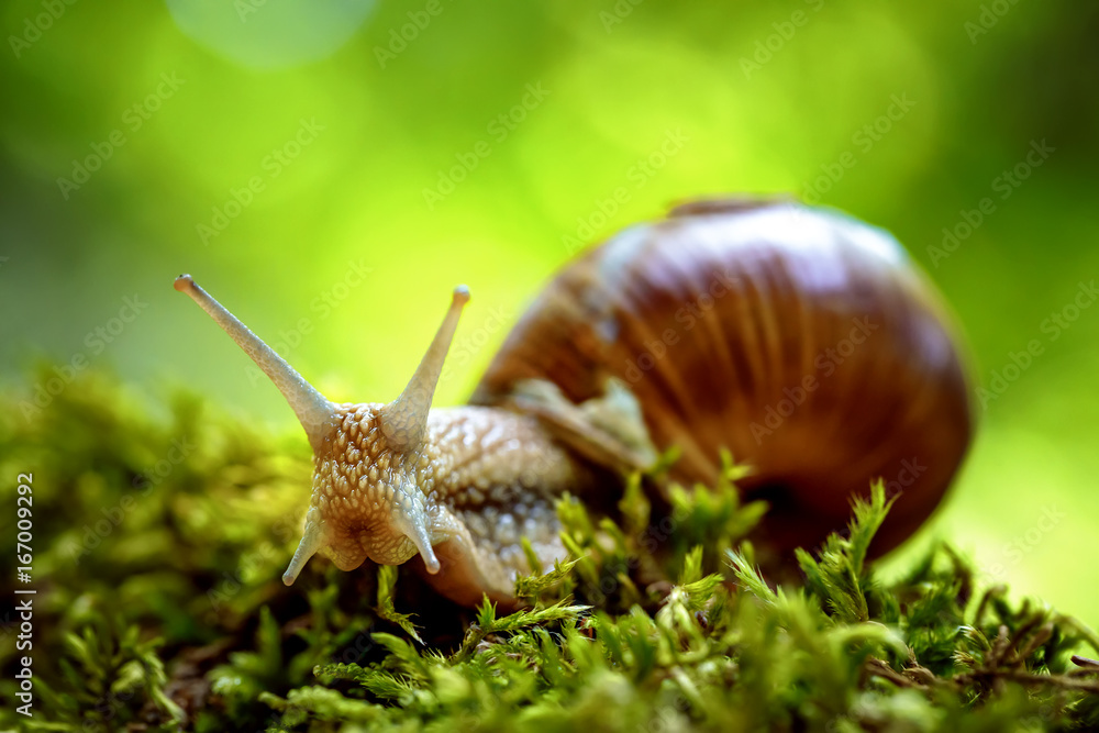 Helix pomatia also Roman snail.