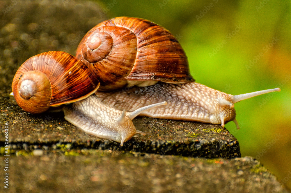 Large snails crossing a concrete obstacle on the way from the river to the forest.