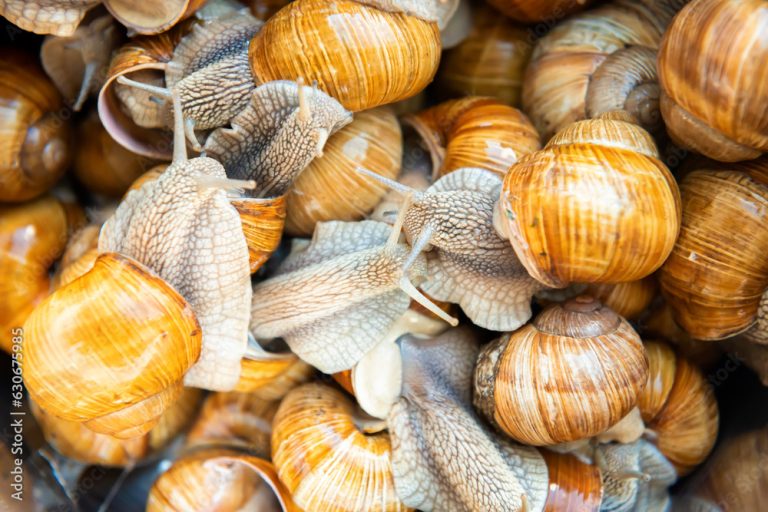 Many snails on snail farm