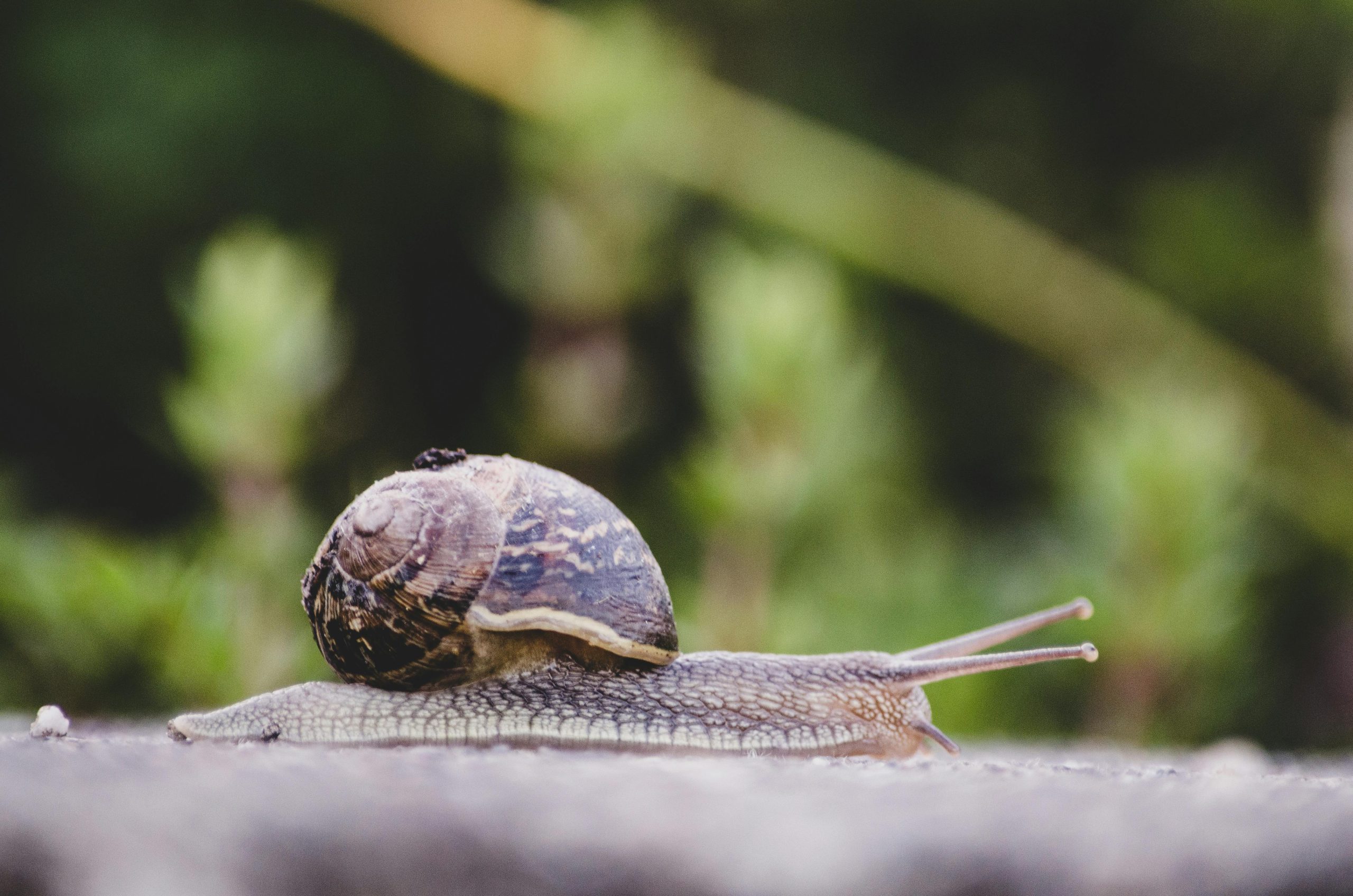 Selective focus photography of snail
