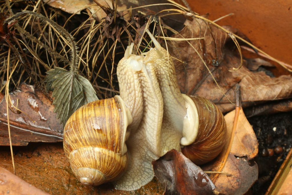 Snails - Helix Pomatia