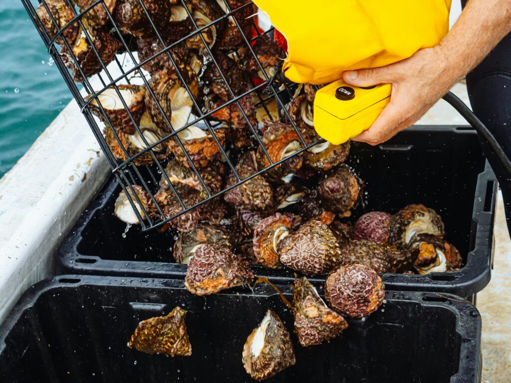 Brown and white dried leaves on black plastic crate