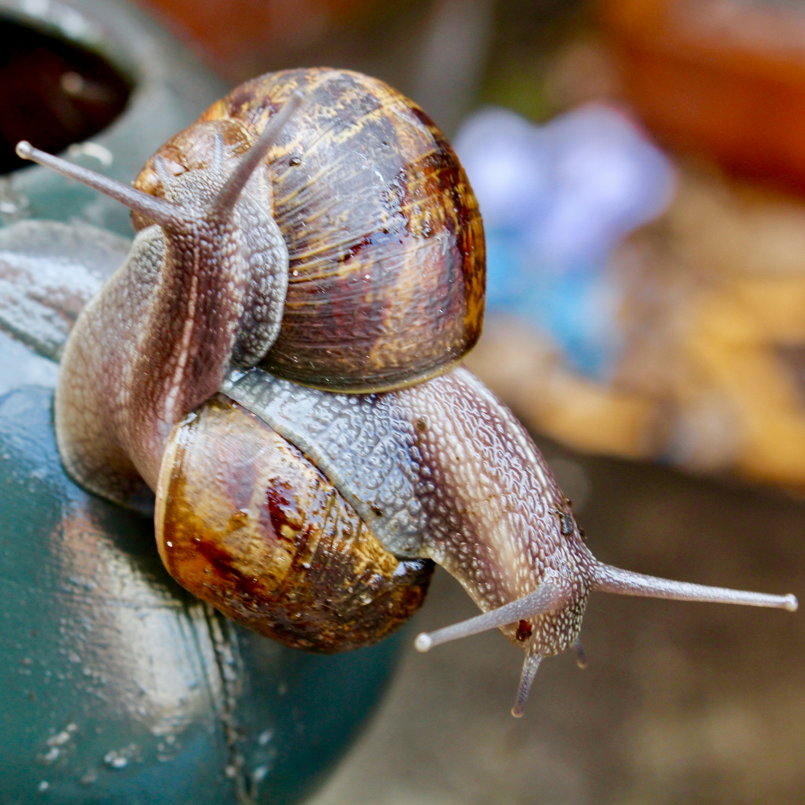 brown-snail-on-brown-wooden-surface-during-daytime-stockpack-unsplash