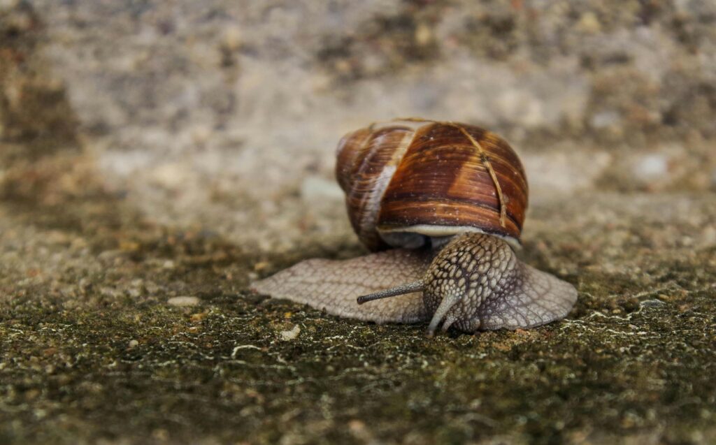 Close up photography of snail