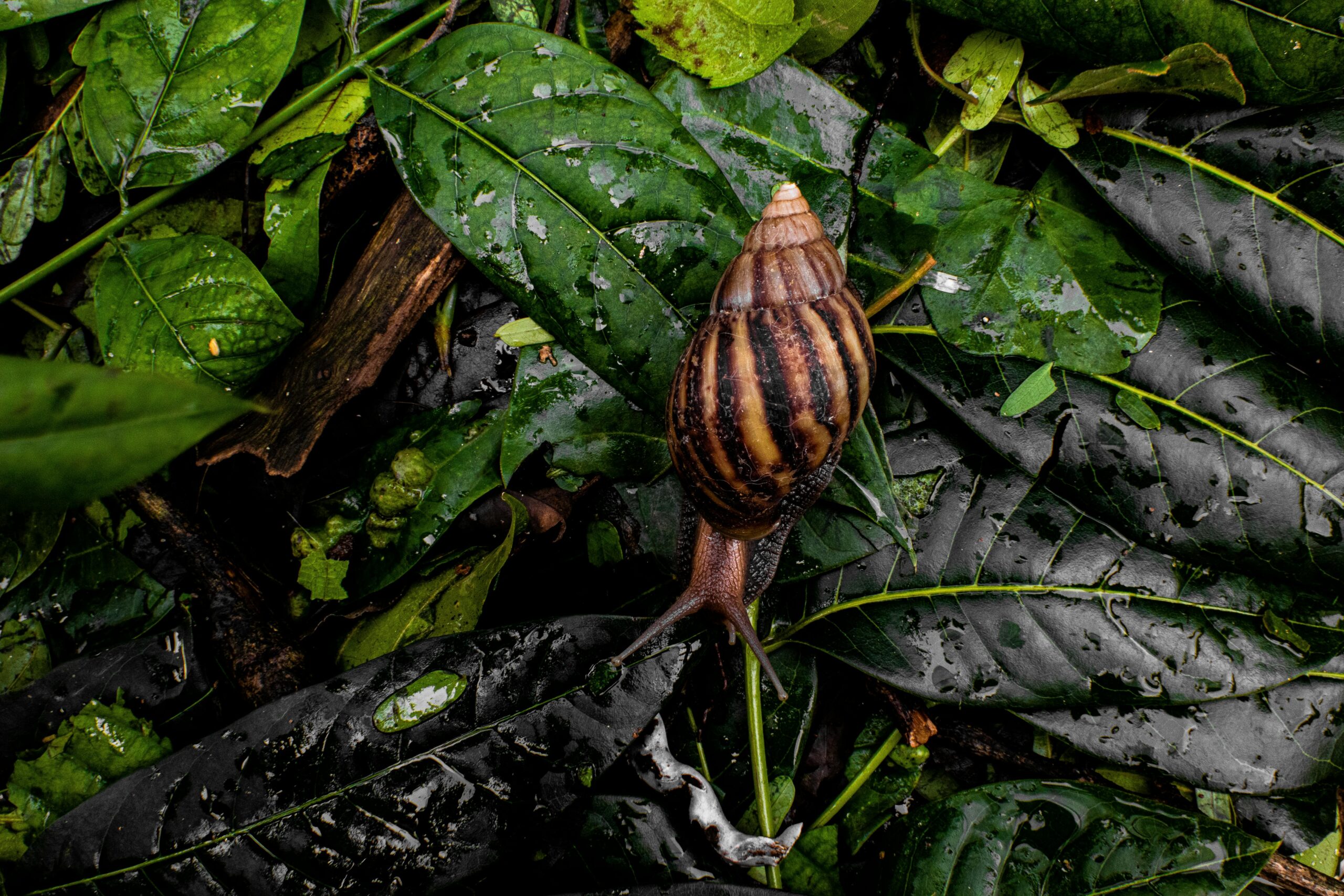 Snail crawling on wet foliage in woods