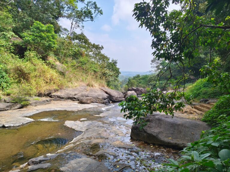 Tranquil forest stream with rocks and trees
