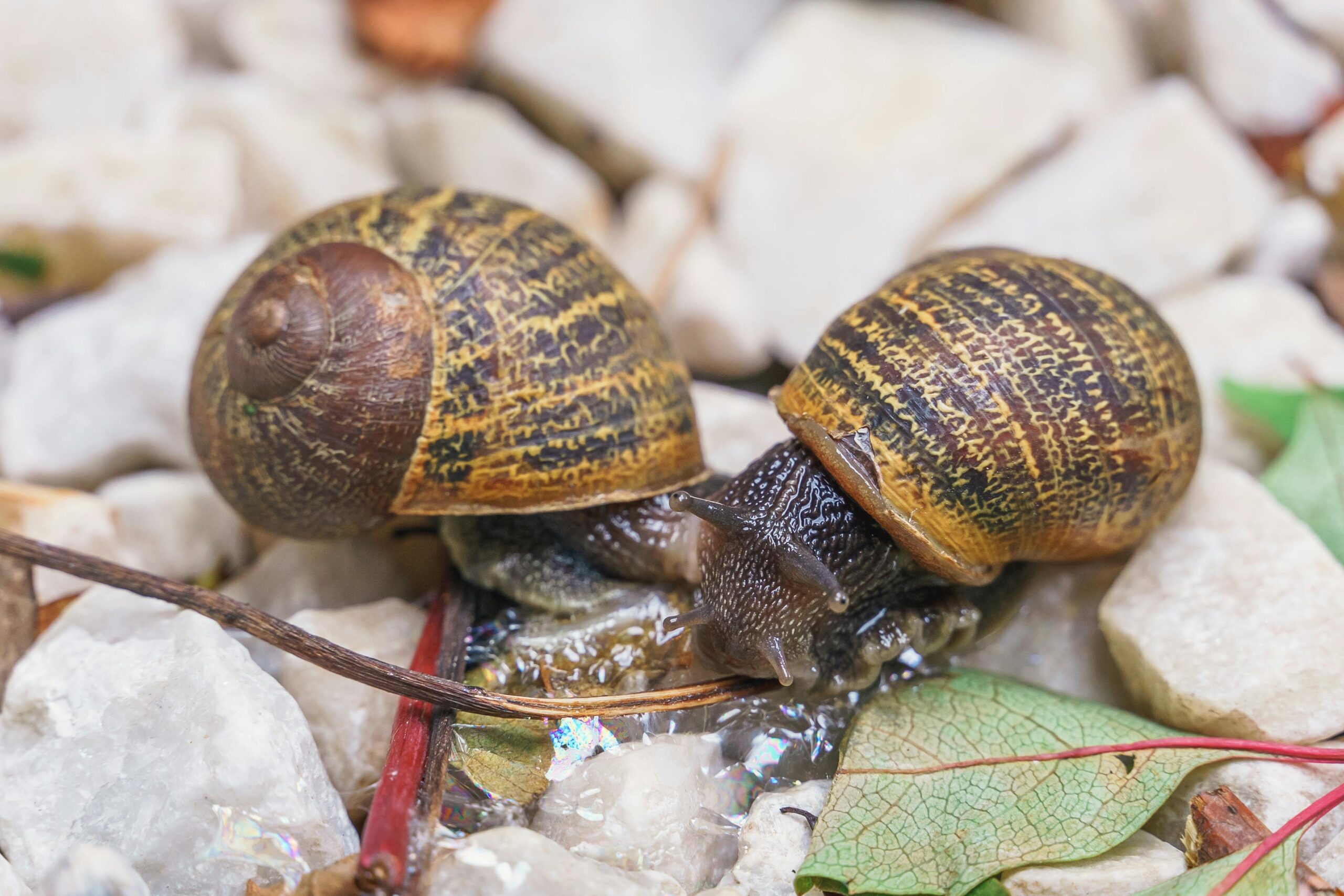 Two garden snails on pebble surface with leaves