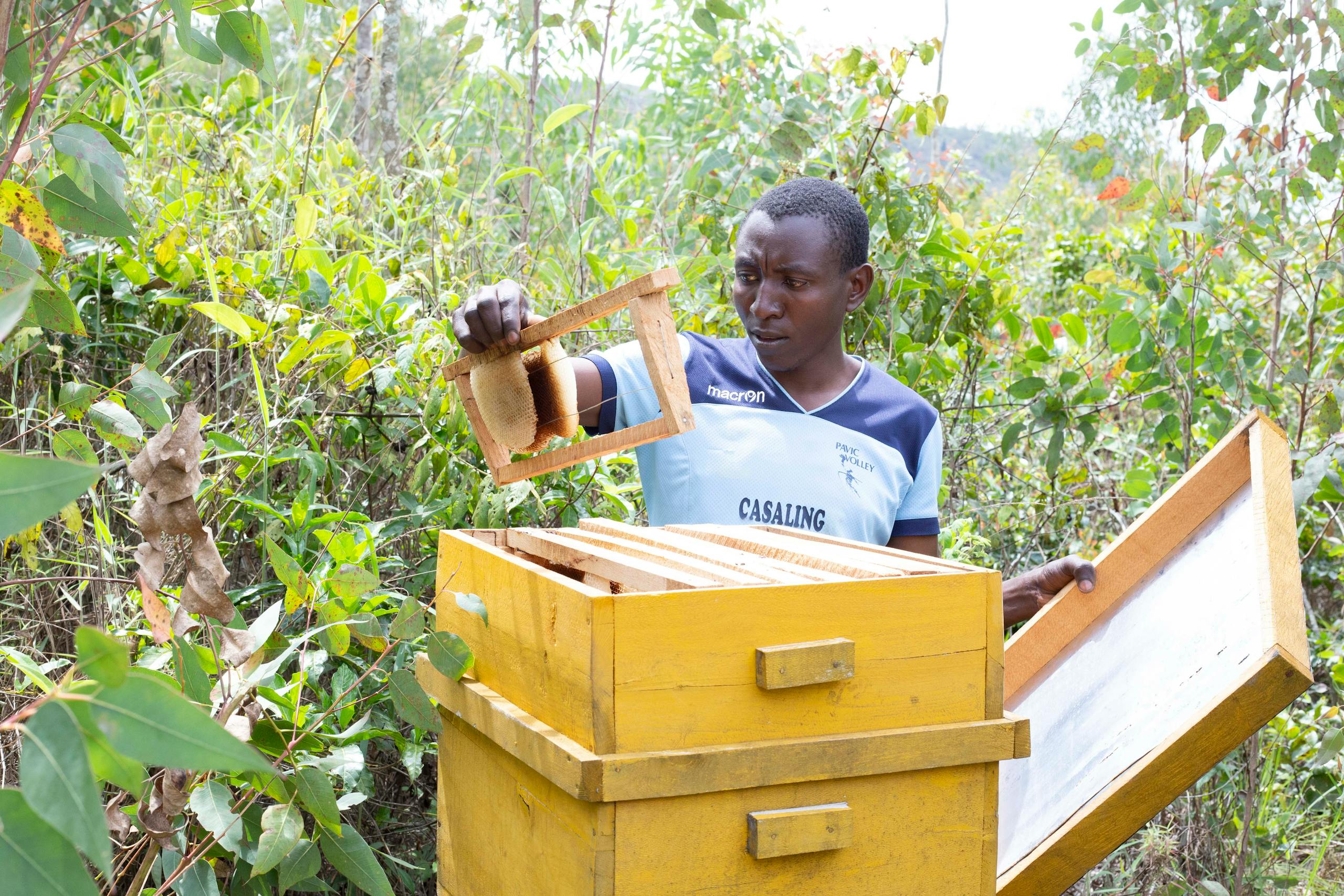 A beekeeper examines a honeycomb frame from a hive amidst vibrant greenery.