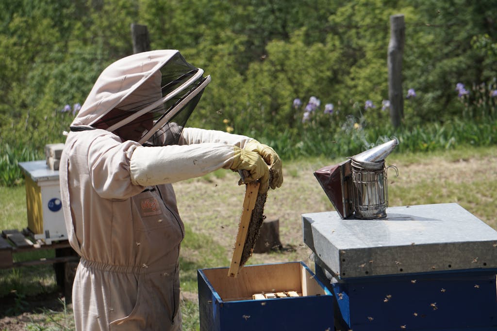 A beekeeper in a protective suit inspects a hive frame in an outdoor apiary.