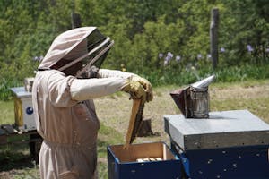 A beekeeper in a protective suit inspects a hive frame in an outdoor apiary.