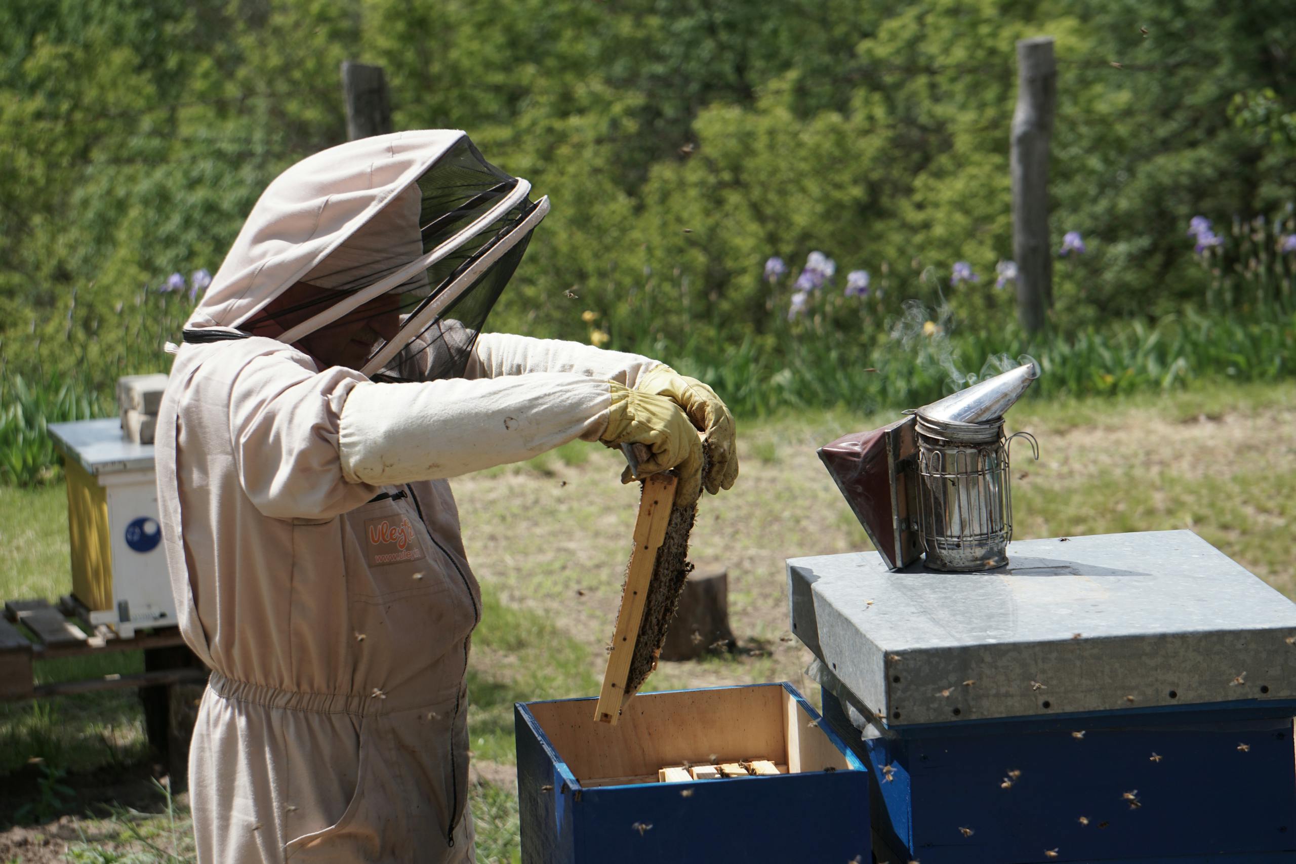 A beekeeper in a protective suit inspects a hive frame in an outdoor apiary.