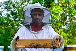 A beekeeper in protective gear examines a honeycomb frame full of bees in a sunny apiary.