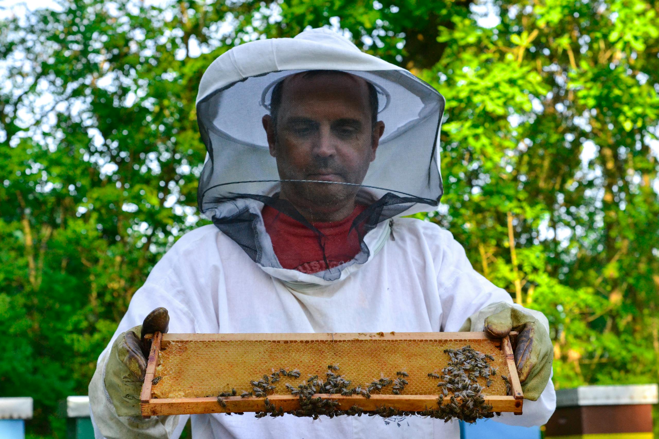 A beekeeper in protective gear examines a honeycomb frame full of bees in a sunny apiary.