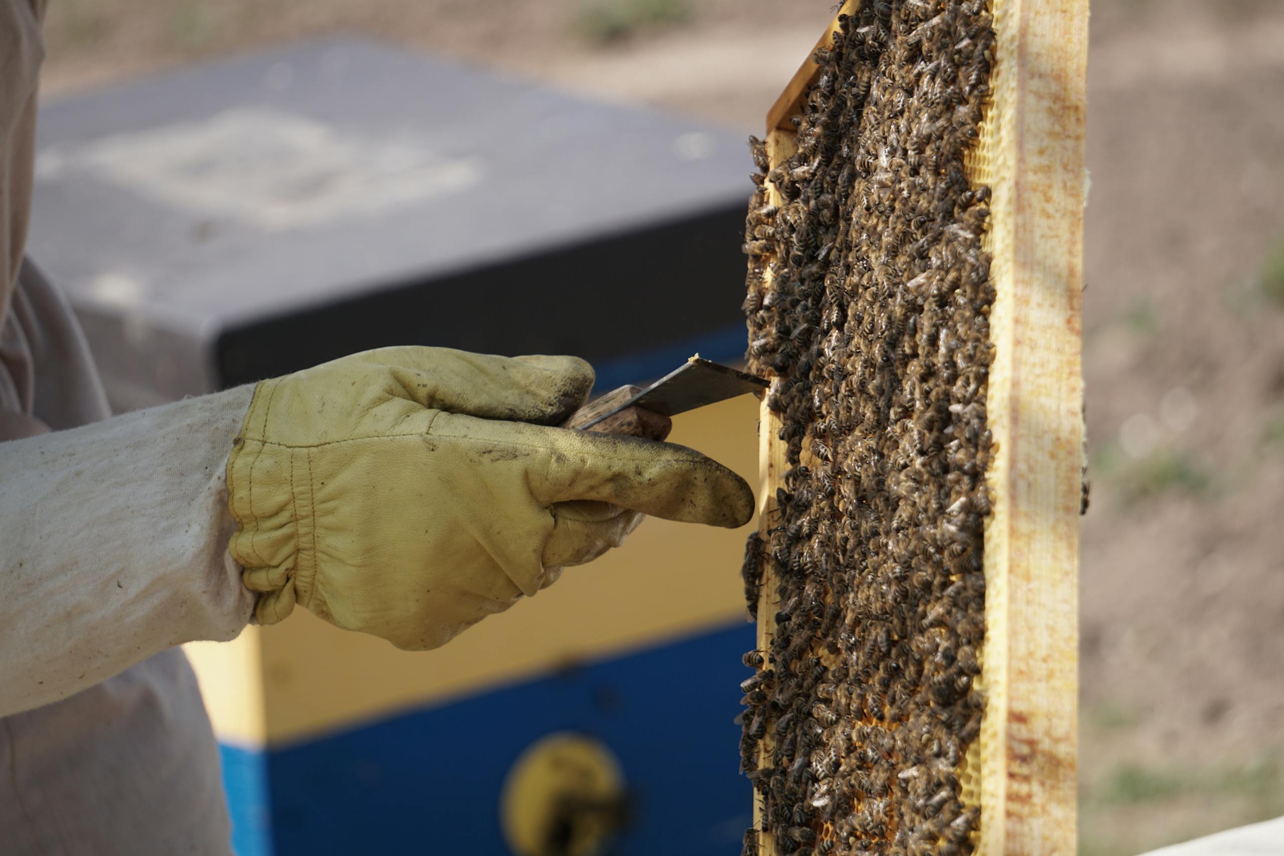 A beekeeper in protective gear removing a hive frame full of bees during apiculture.
