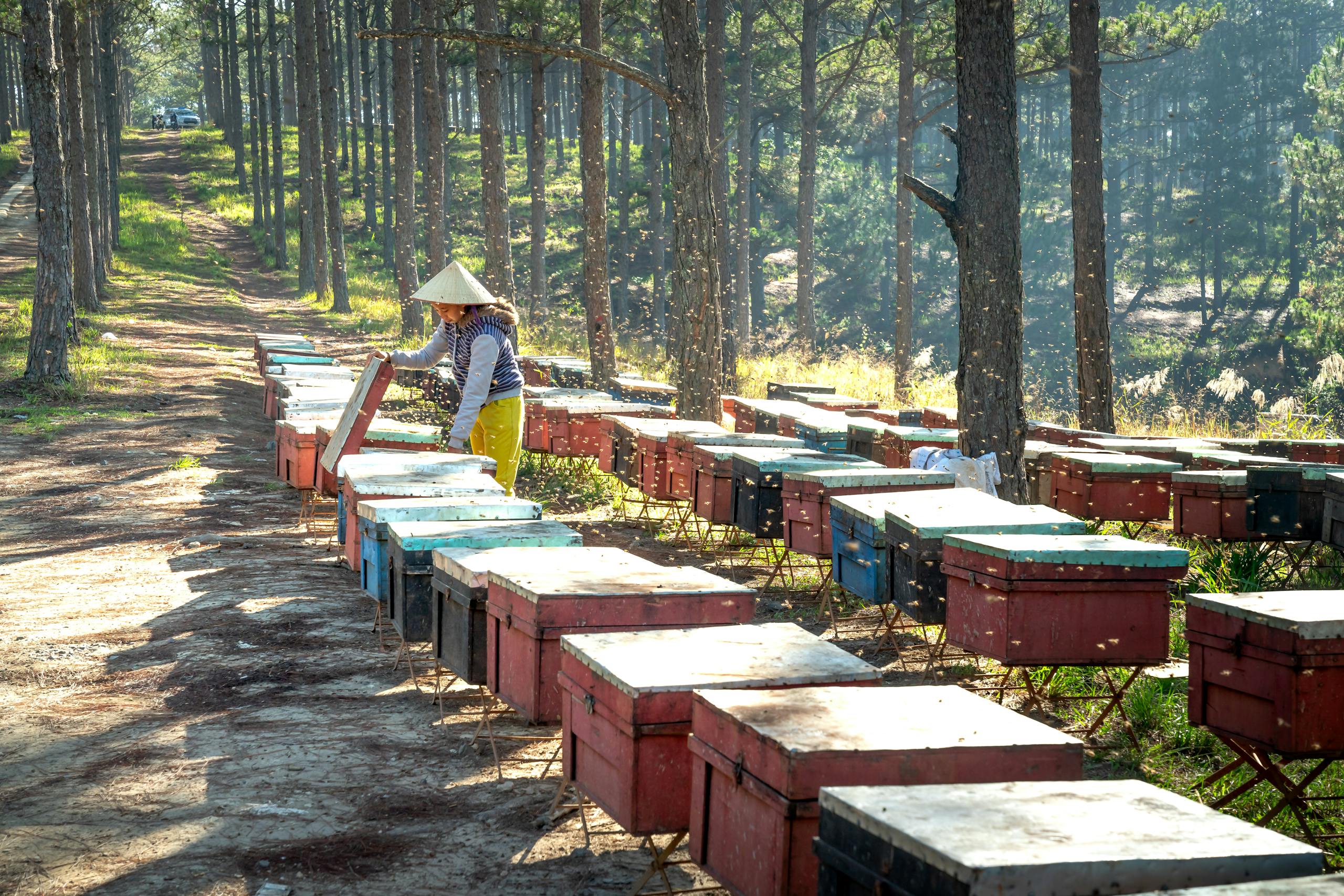 A beekeeper tends beehives in a sunny forest, surrounded by trees and bees.