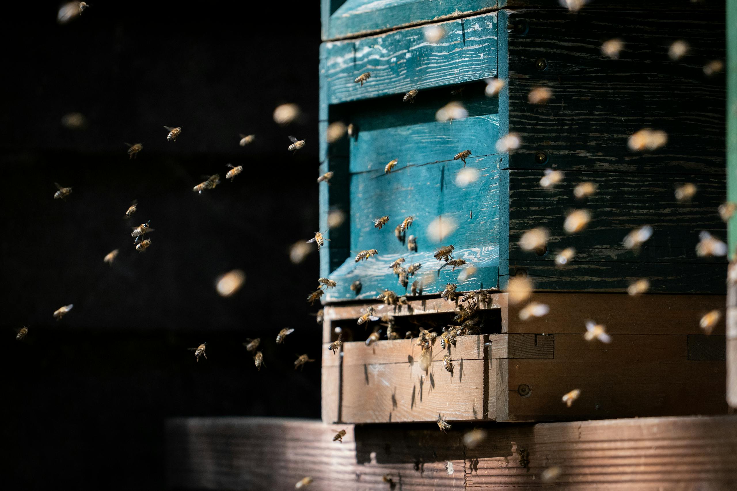 A close-up shot of honeybees flying around a vibrant blue wooden beehive on a sunny day.