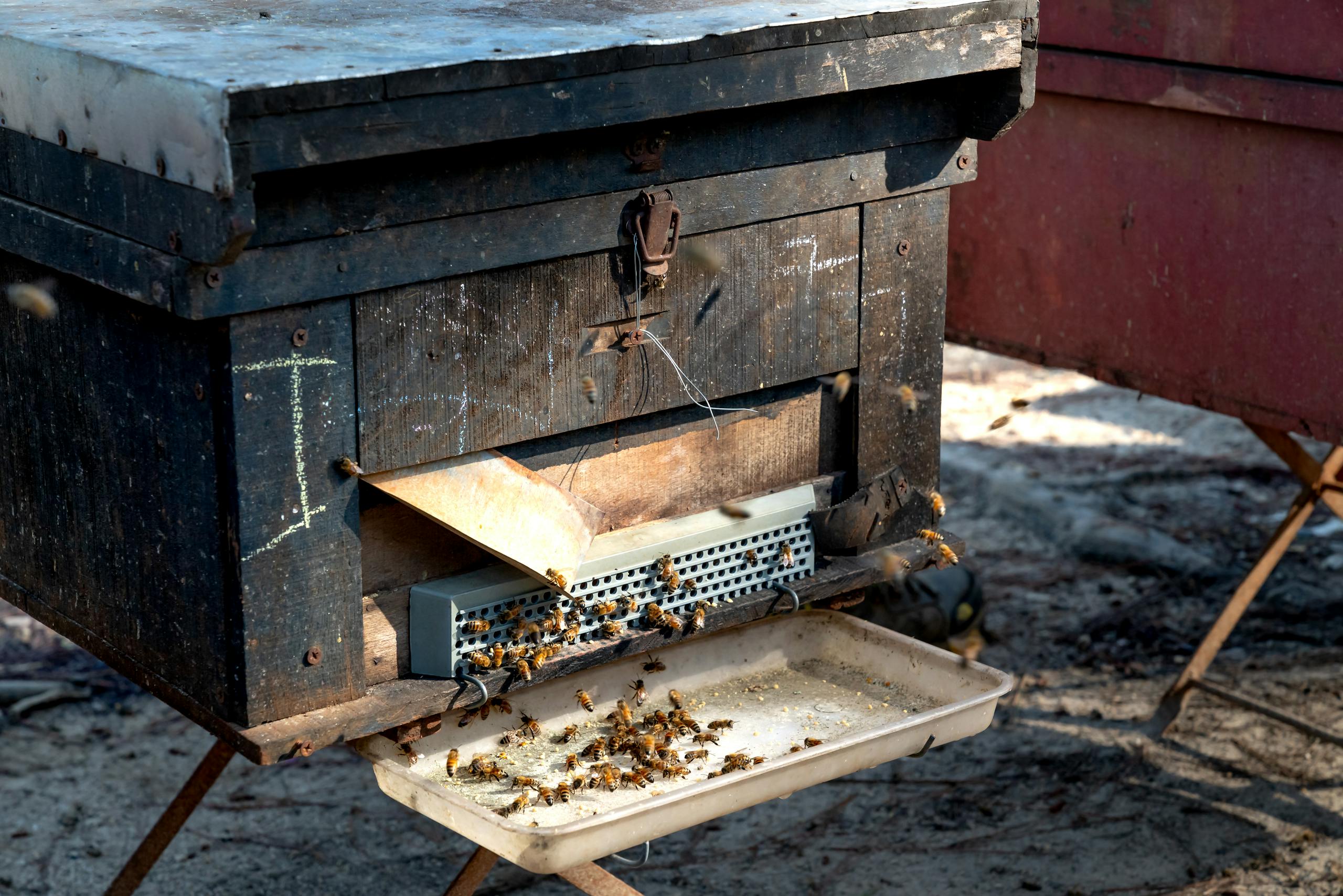 A detailed view of a beehive with honeybees actively producing honey outdoors.