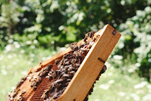 A detailed view of bees working on a honeycomb frame in bright natural surroundings.