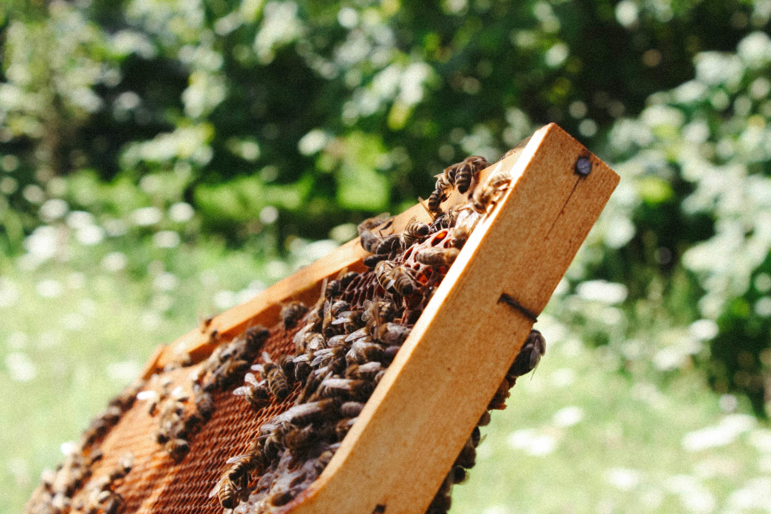 A detailed view of bees working on a honeycomb frame in bright natural surroundings.