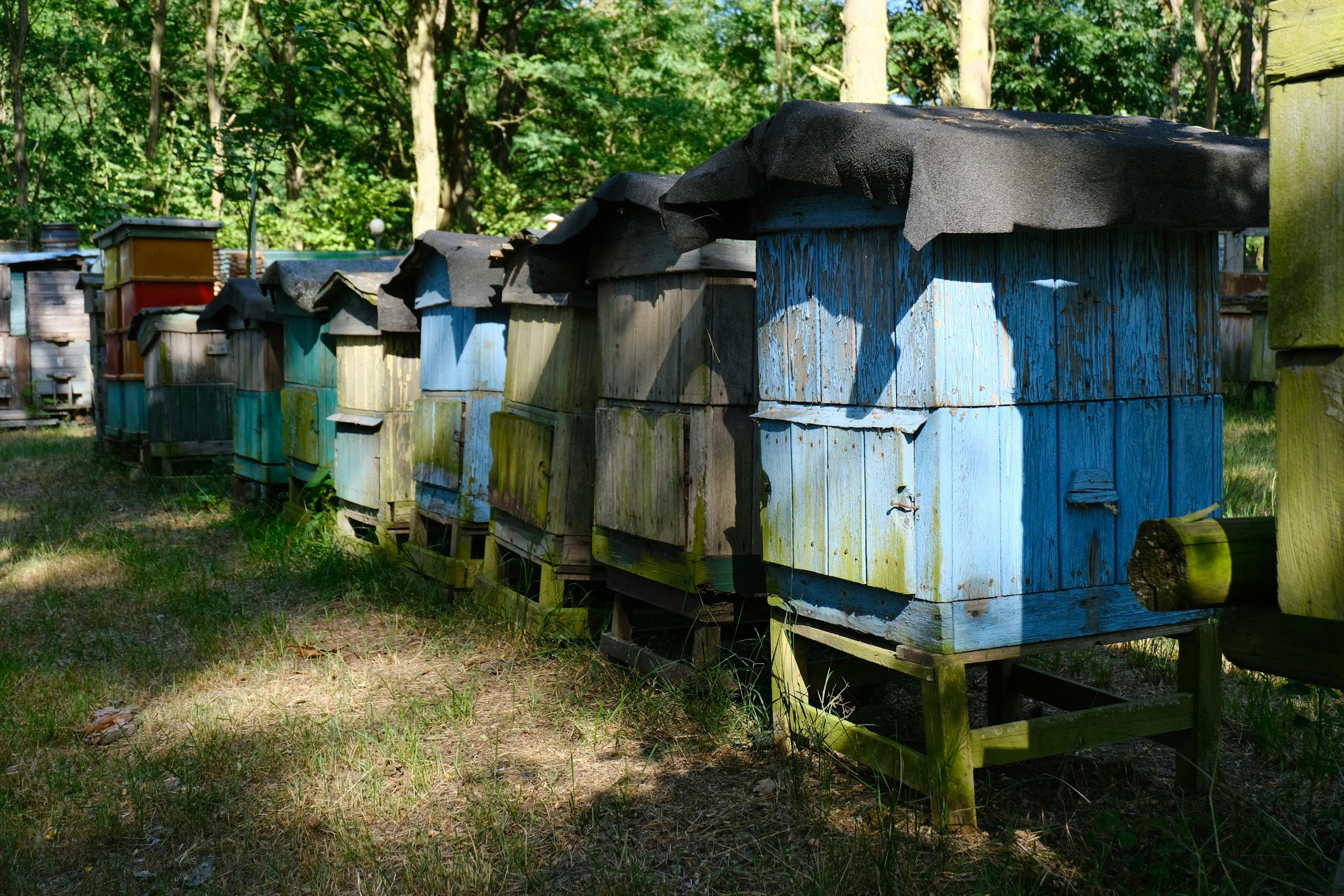 A row of colorful beehives placed in the dappled sunlight of a forest.