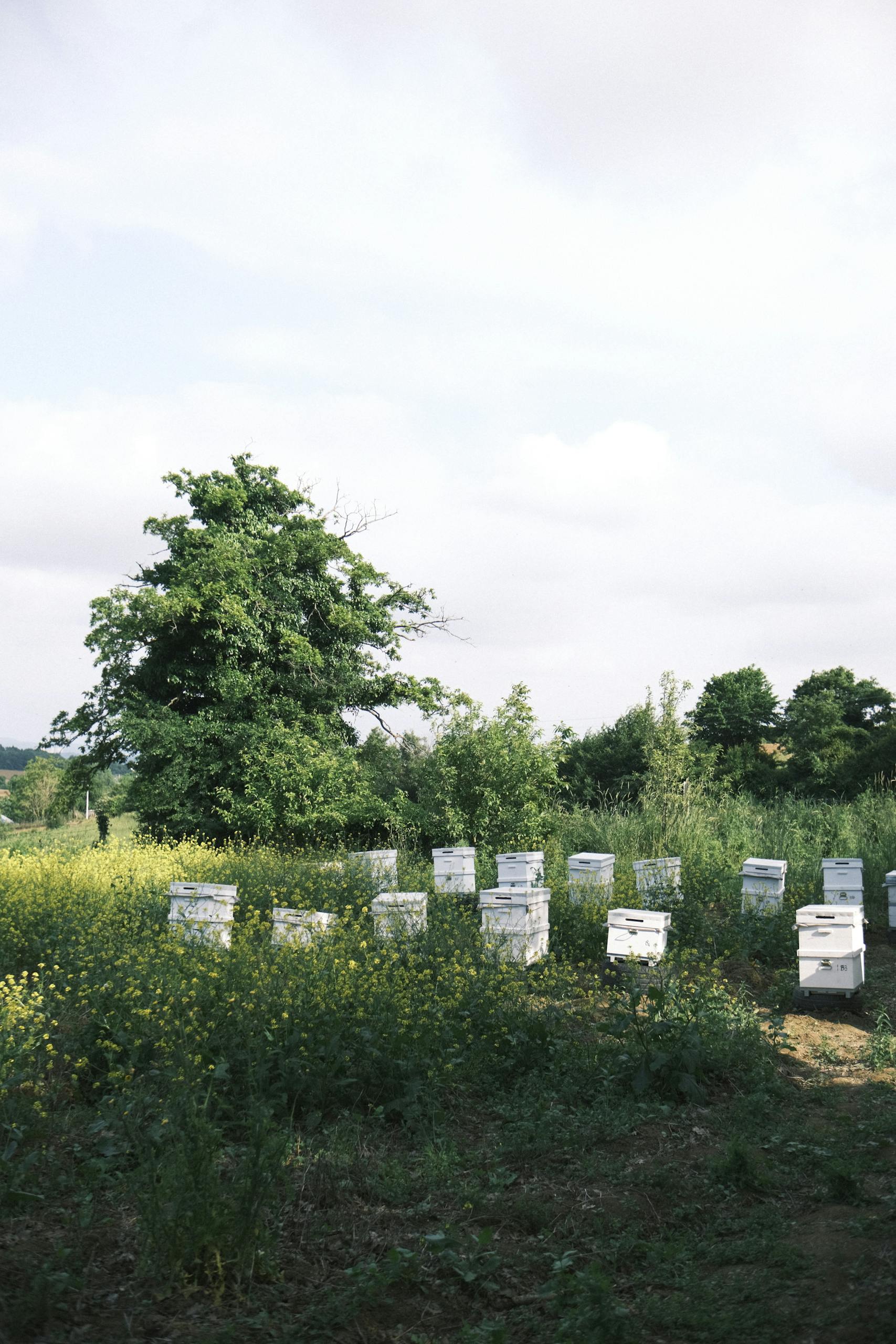A serene rural landscape showcasing beekeeping hives in a sunny meadow, surrounded by lush greenery.