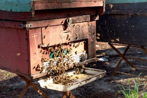 A vibrant scene of a beehive bustling with honeybees in an outdoor apiary on a sunny day.