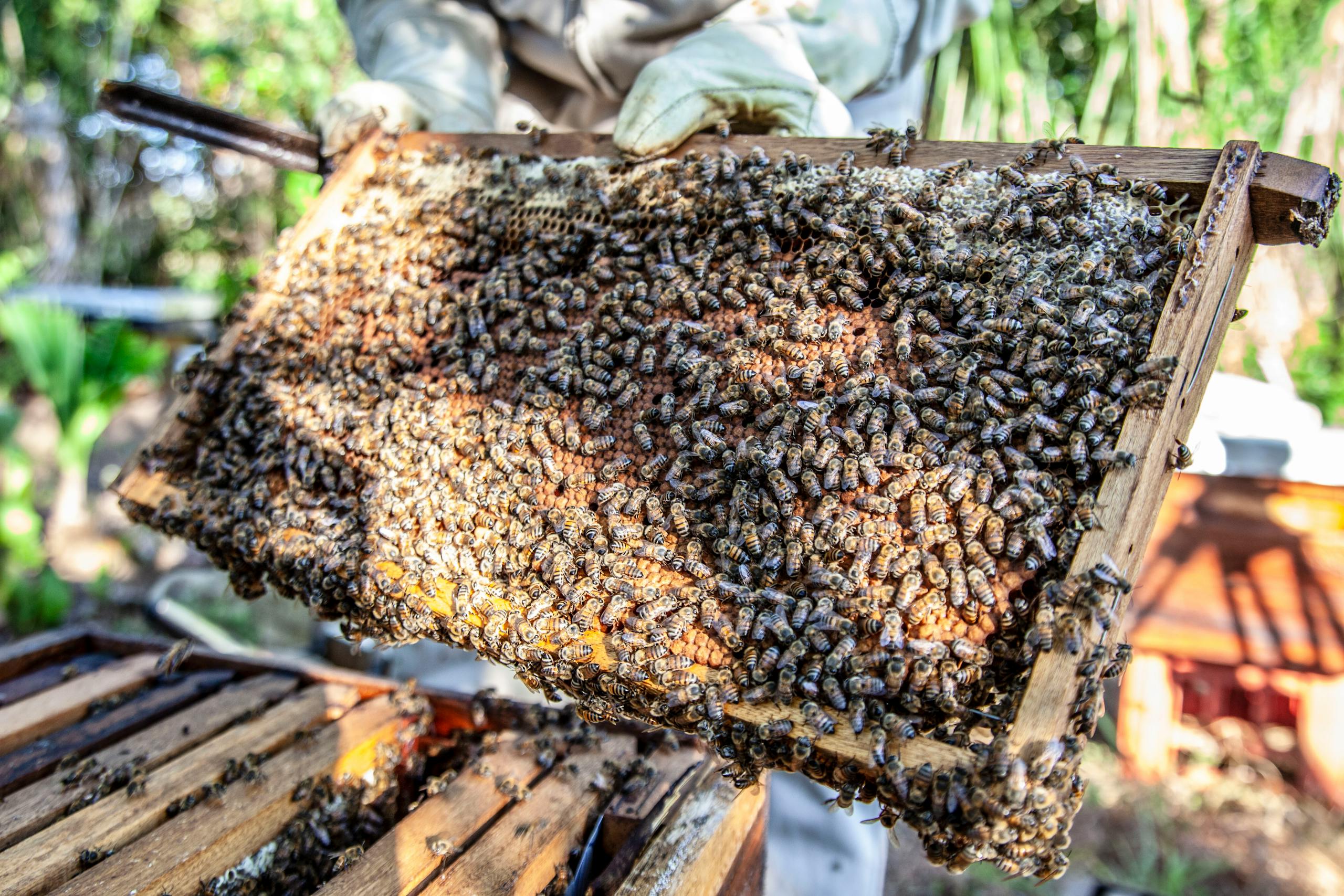 Beekeeper inspecting honeycomb full of bees in San Marcos, Colombia.