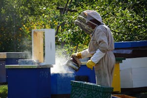 Beekeeper managing hives with a smoker in a lush garden setting.