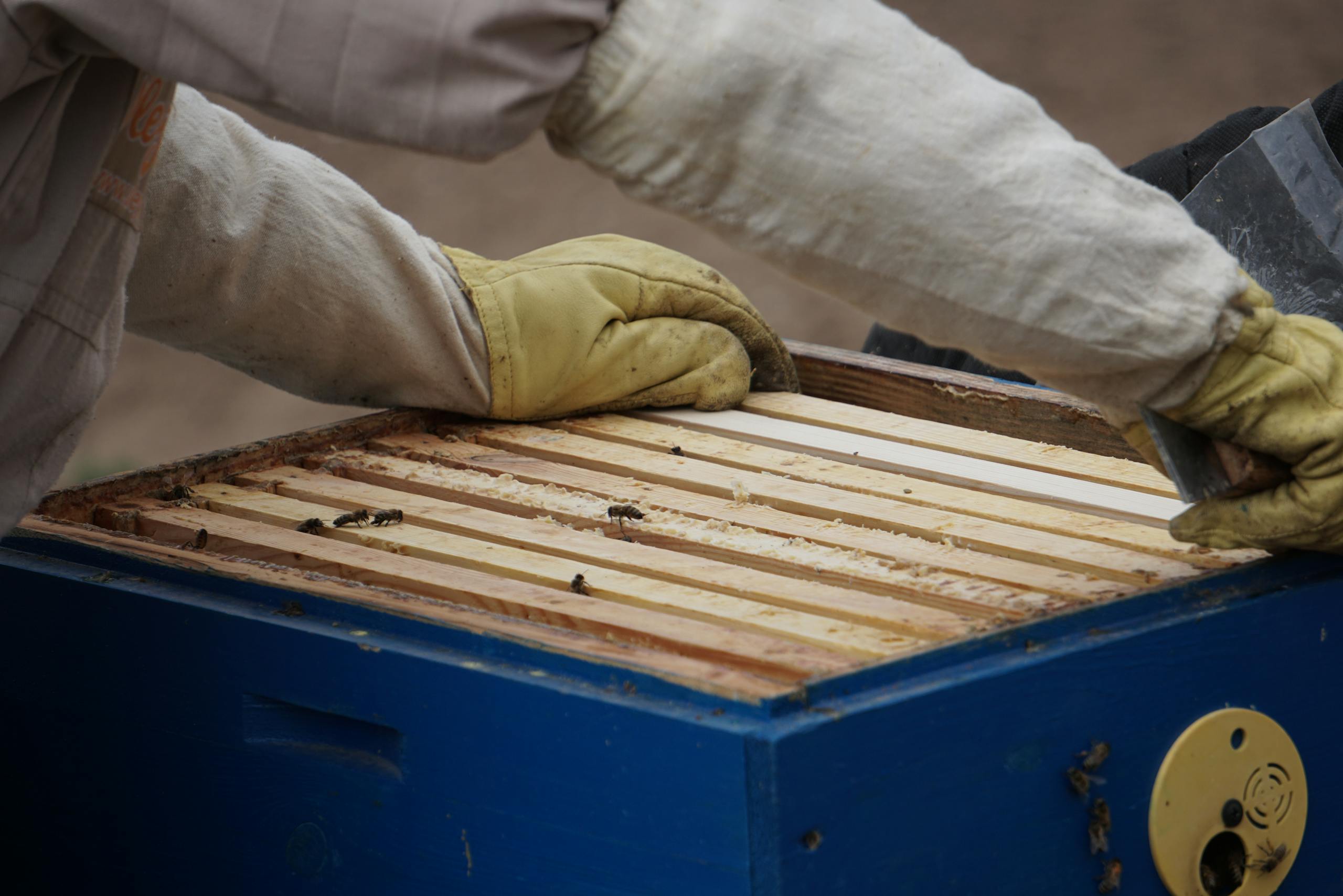 Beekeeper wearing suit and gloves inspecting a hive outdoors, focusing on bee health and honey production.