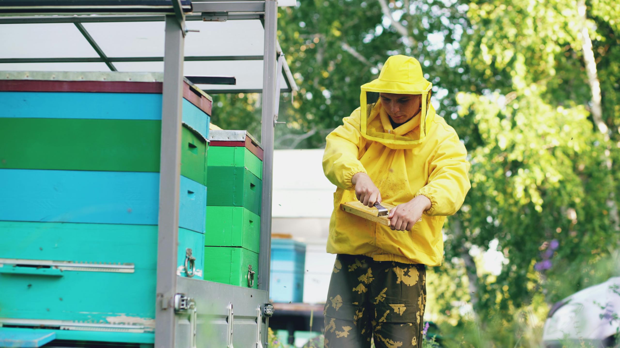 Beekeeper working on vibrant beehives outdoors, wearing protective gear on a sunny day.