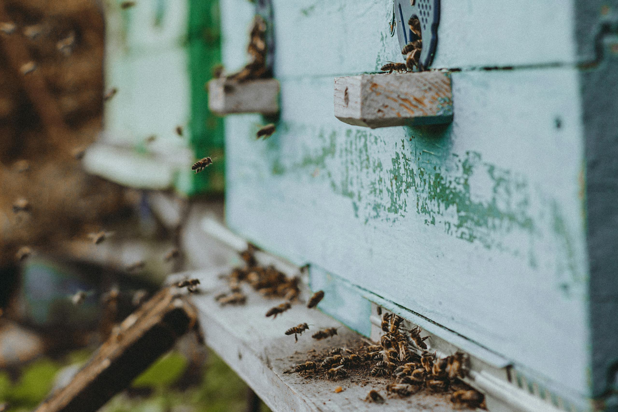 Bees buzzing around the entrance of a blue beehive, showcasing active beekeeping.