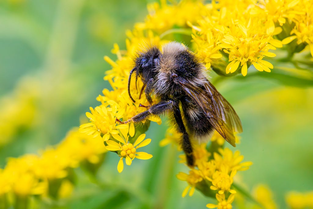 Close-up of a bumblebee pollinating yellow flowers in a summer garden.