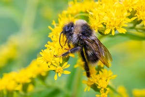 Close-up of a bumblebee pollinating yellow flowers in a summer garden.