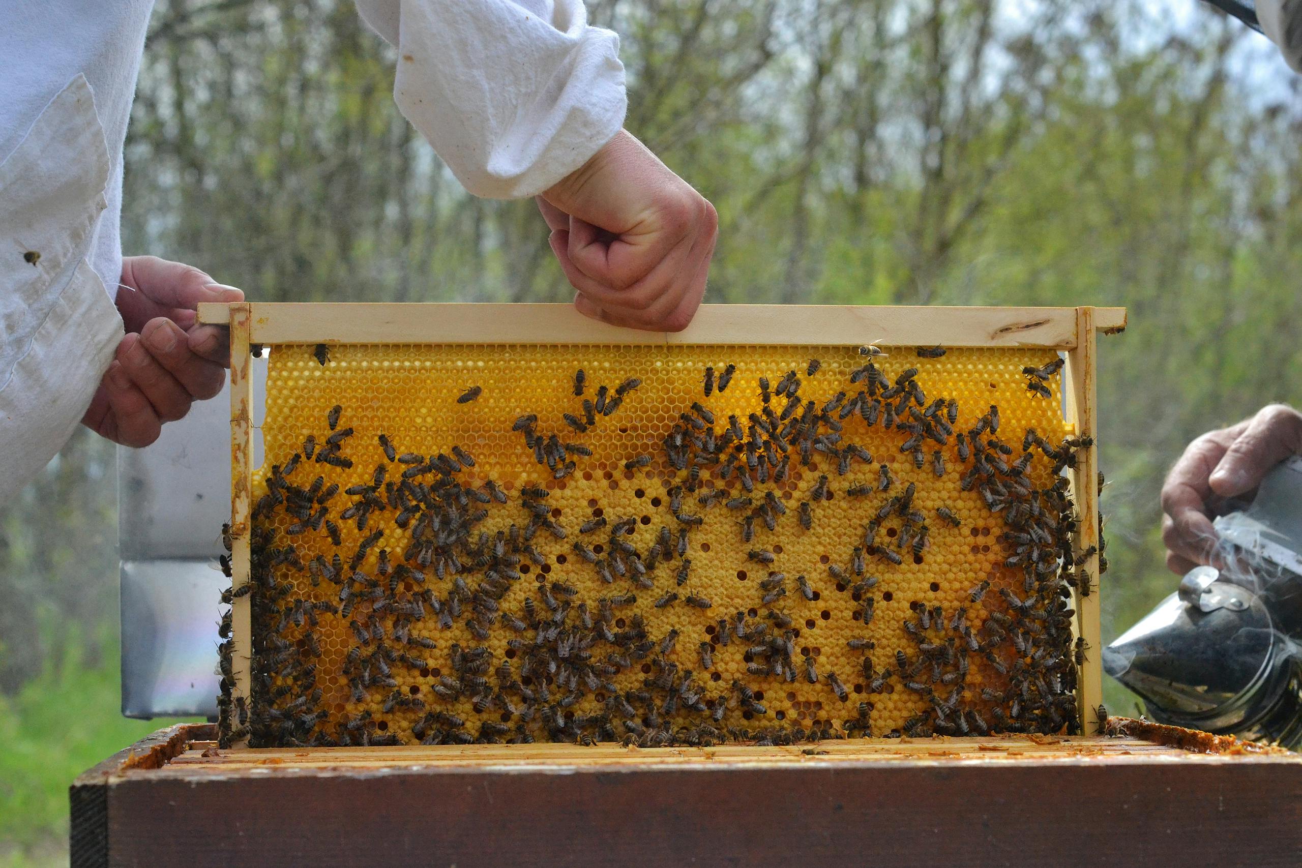 Close-up of beekeepers inspecting a honey frame outdoors with bees.