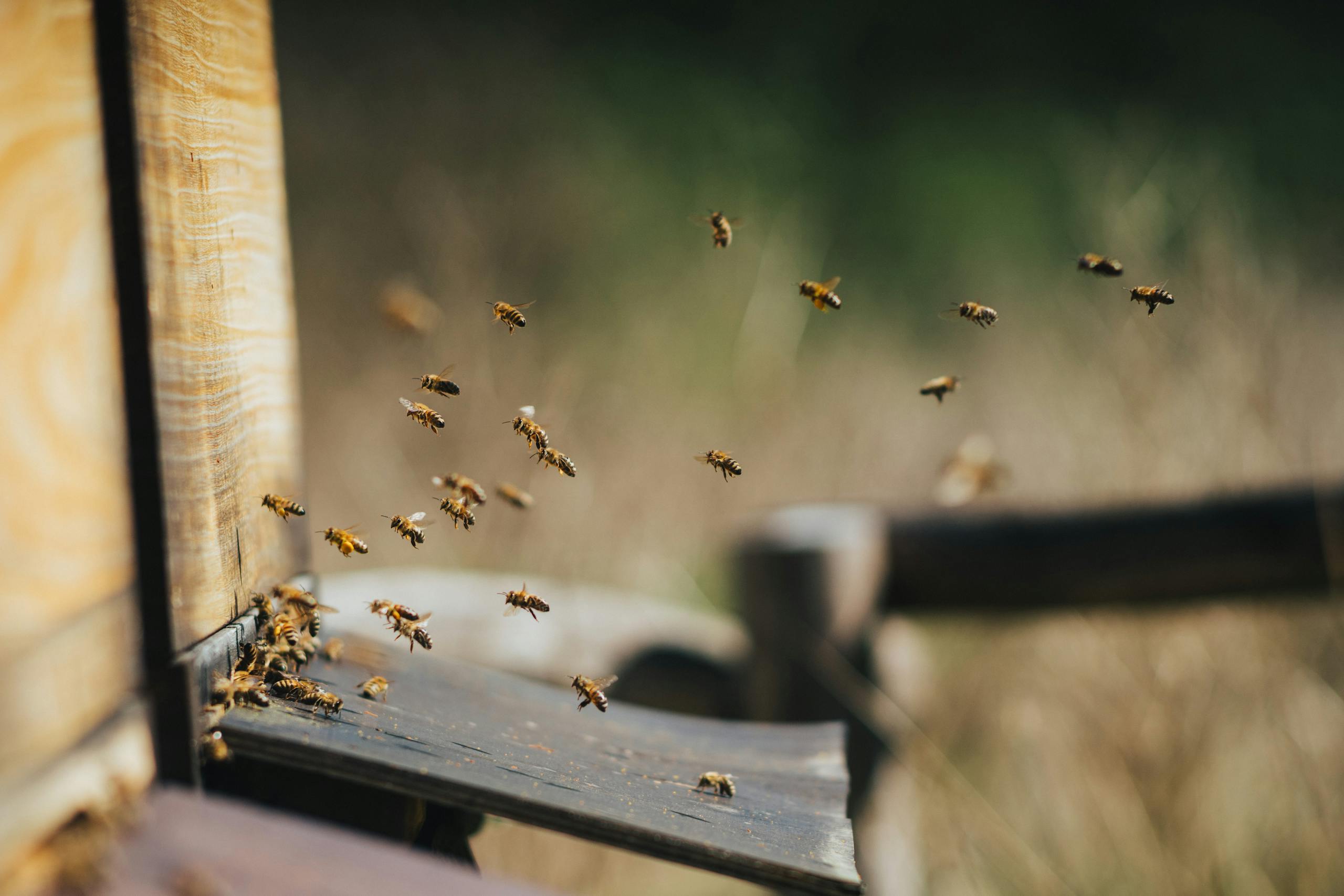 Close-up of honey bees swarming near a wooden beehive entrance on a sunny day.