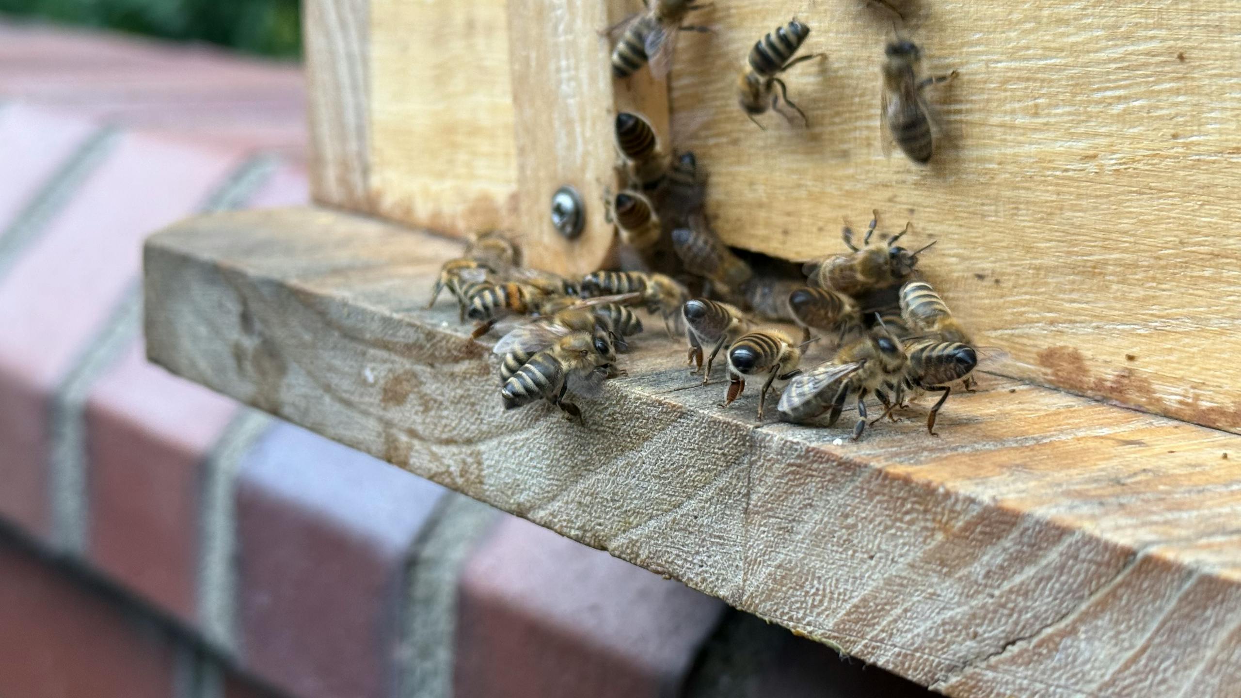 Close-up of honeybees entering a wooden hive entrance, showcasing busy bee activity.