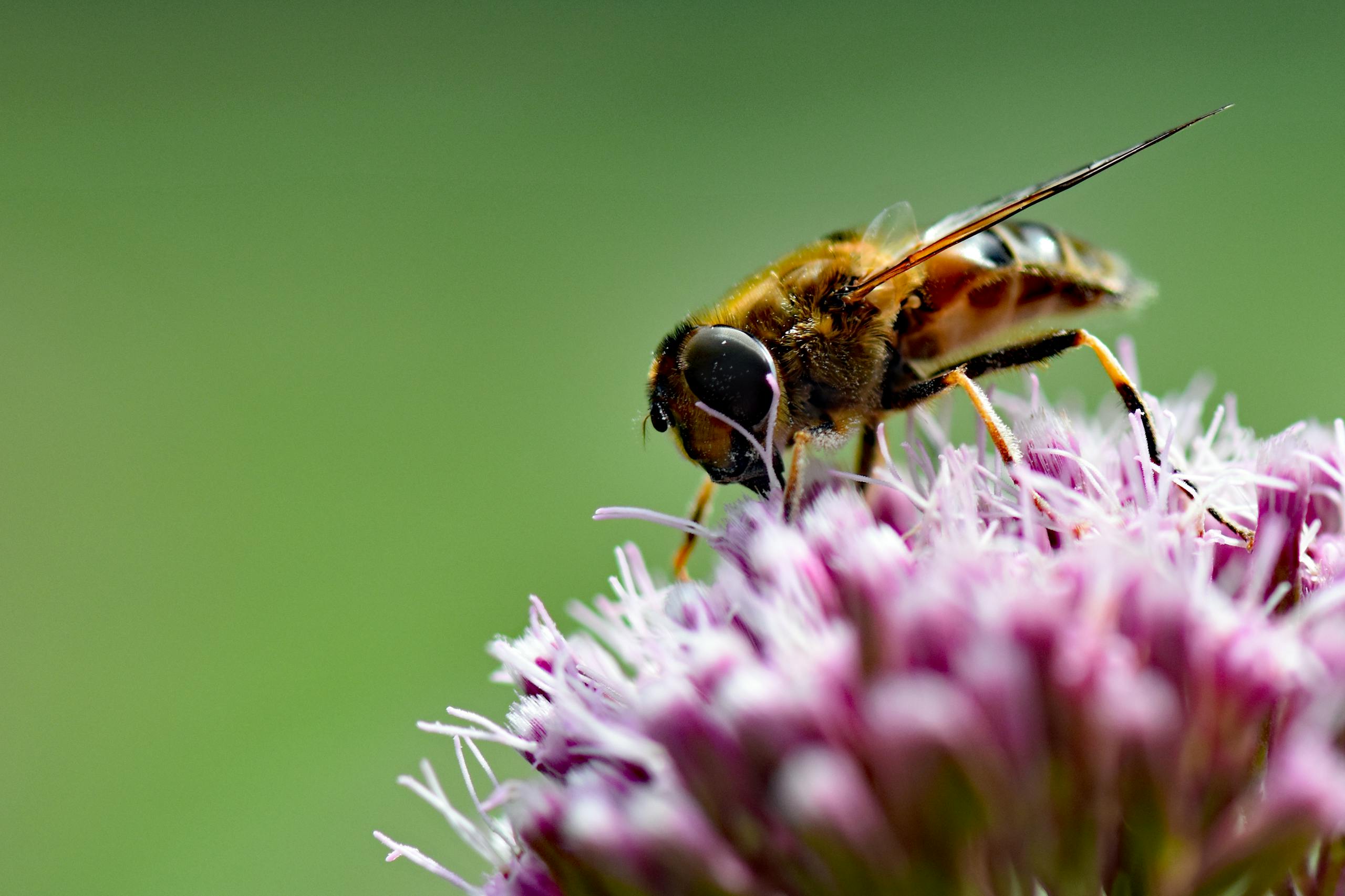 Close-up view of a honeybee pollinating a purple flower, showcasing intricate details in a natural setting.