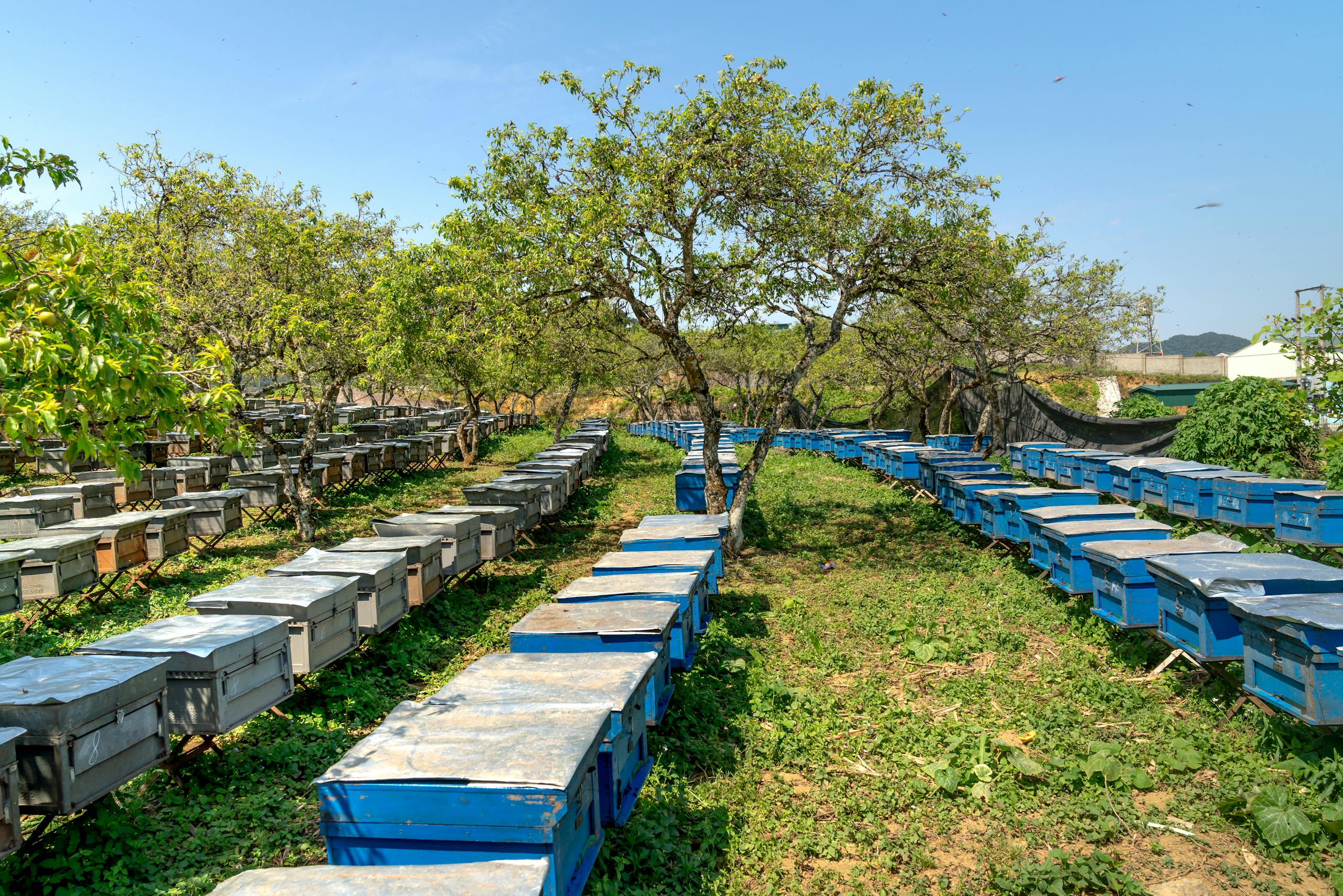 Colorful beehives line a lush, sunlit rural landscape, surrounded by green trees.
