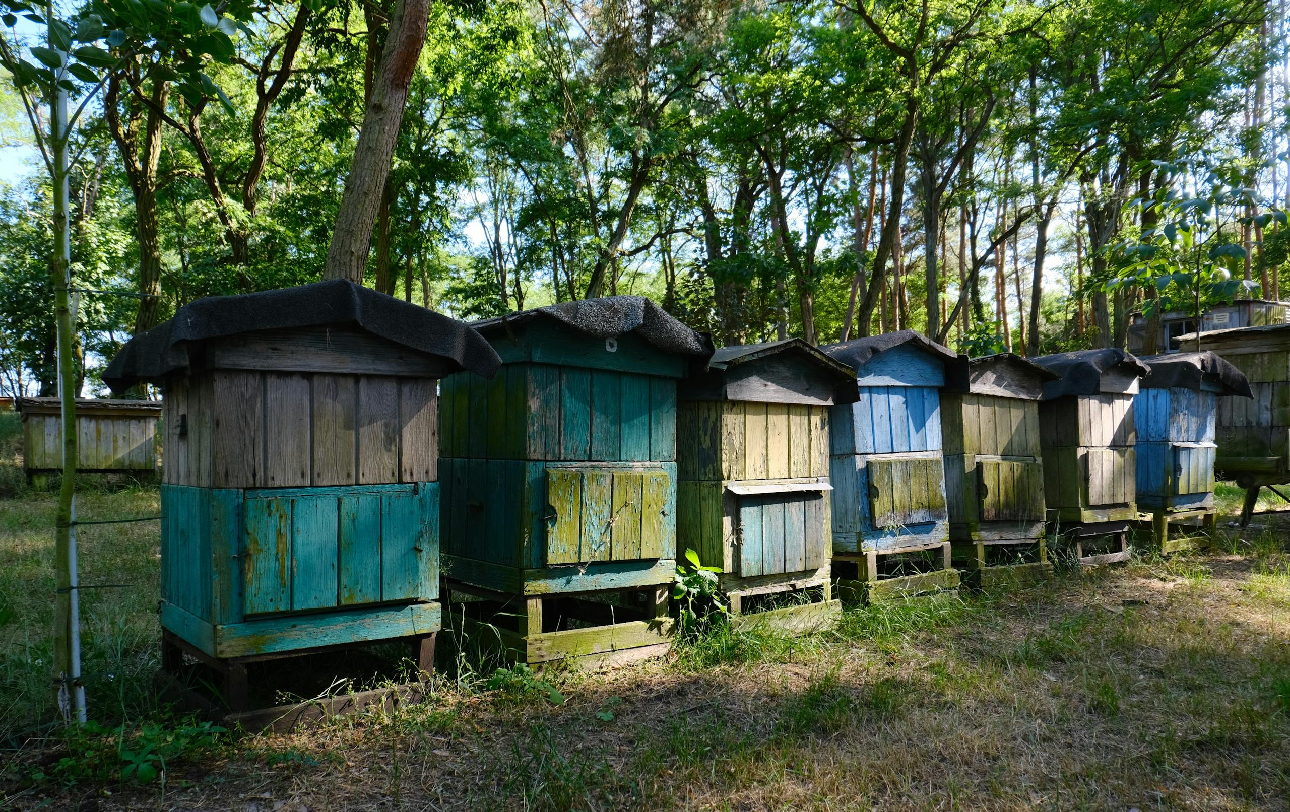 Colorful wooden beehives in a serene forest setting, capturing the essence of natural beekeeping.