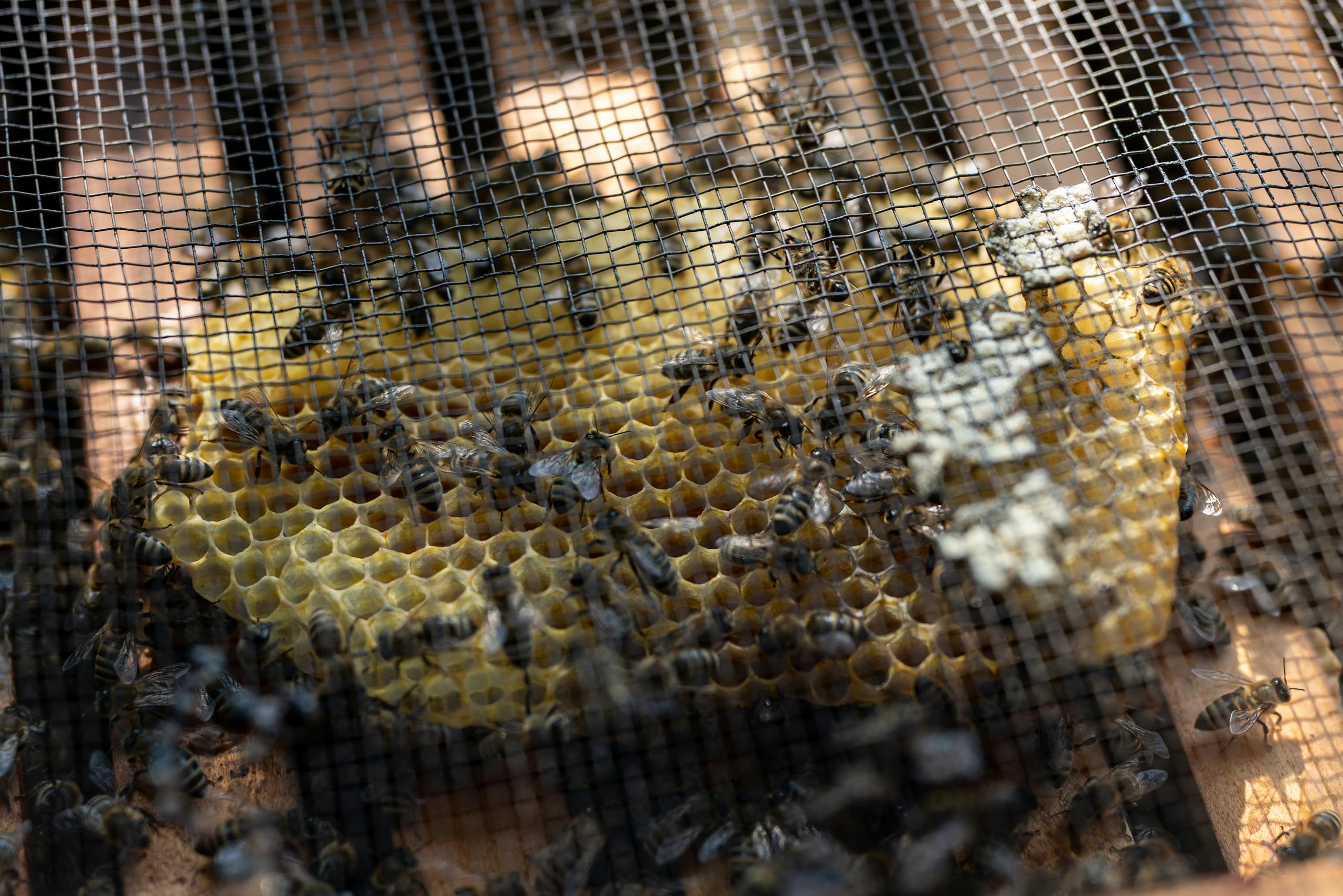 Detailed close-up of bees on a honeycomb through netting in Garešnica, Croatia.