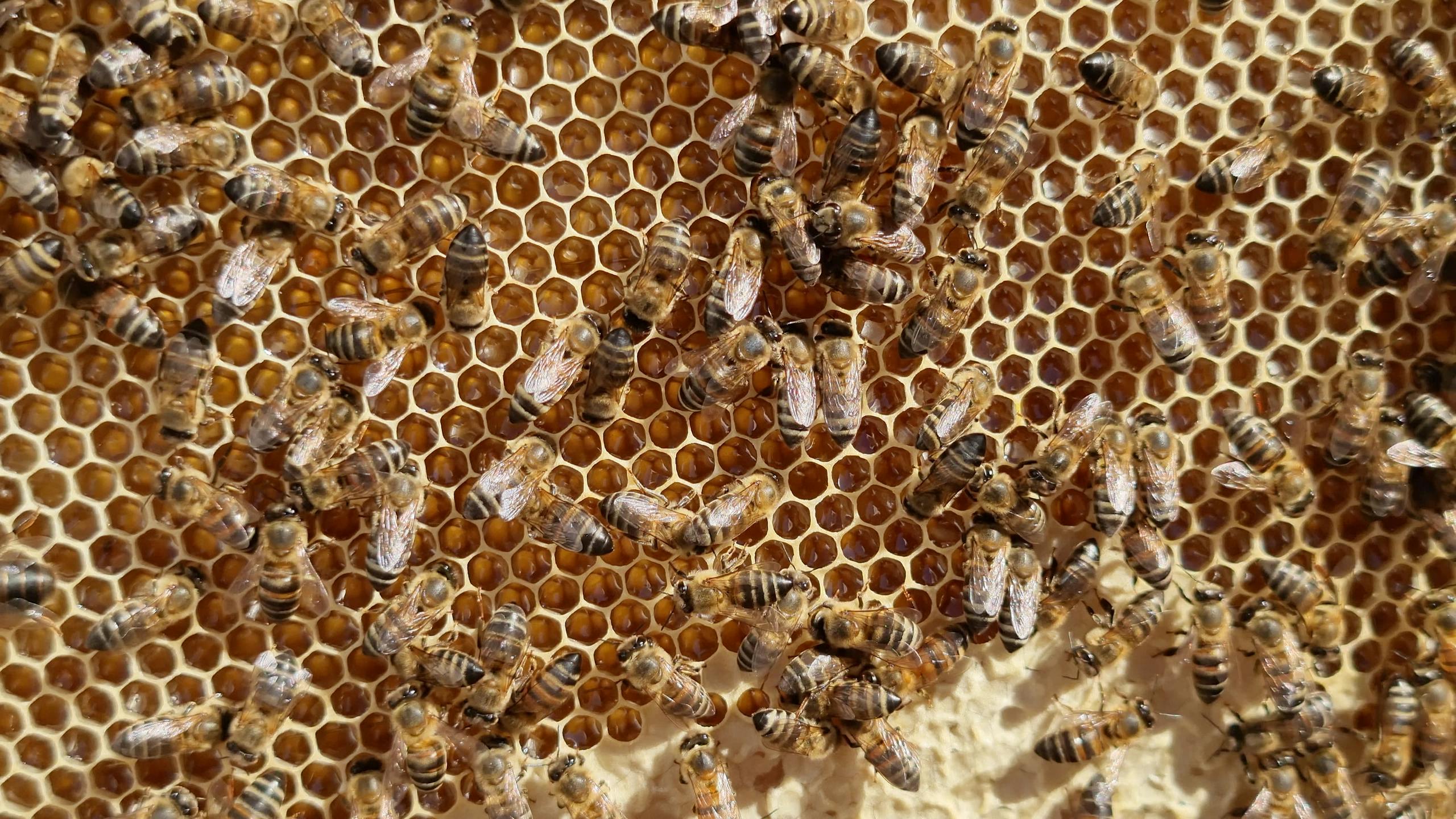 Detailed close-up of honey bees on a honeycomb, showcasing natural patterns and textures.