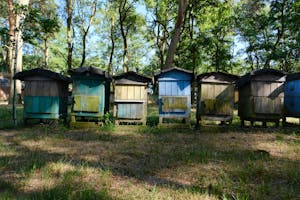 Five colorful beehives in a sunlit forest, showcasing diverse colors and natural surroundings.