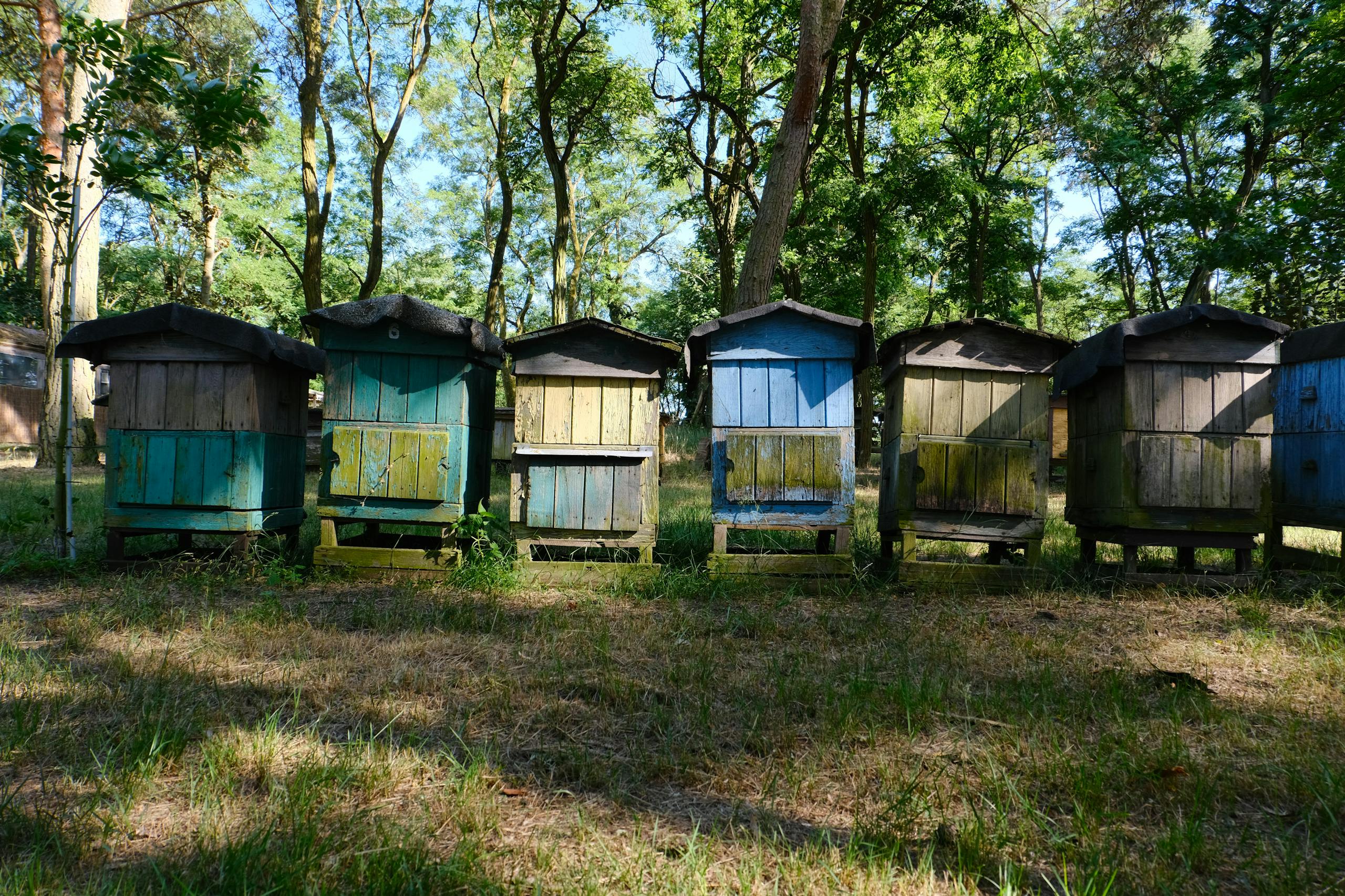 Five colorful beehives in a sunlit forest, showcasing diverse colors and natural surroundings.