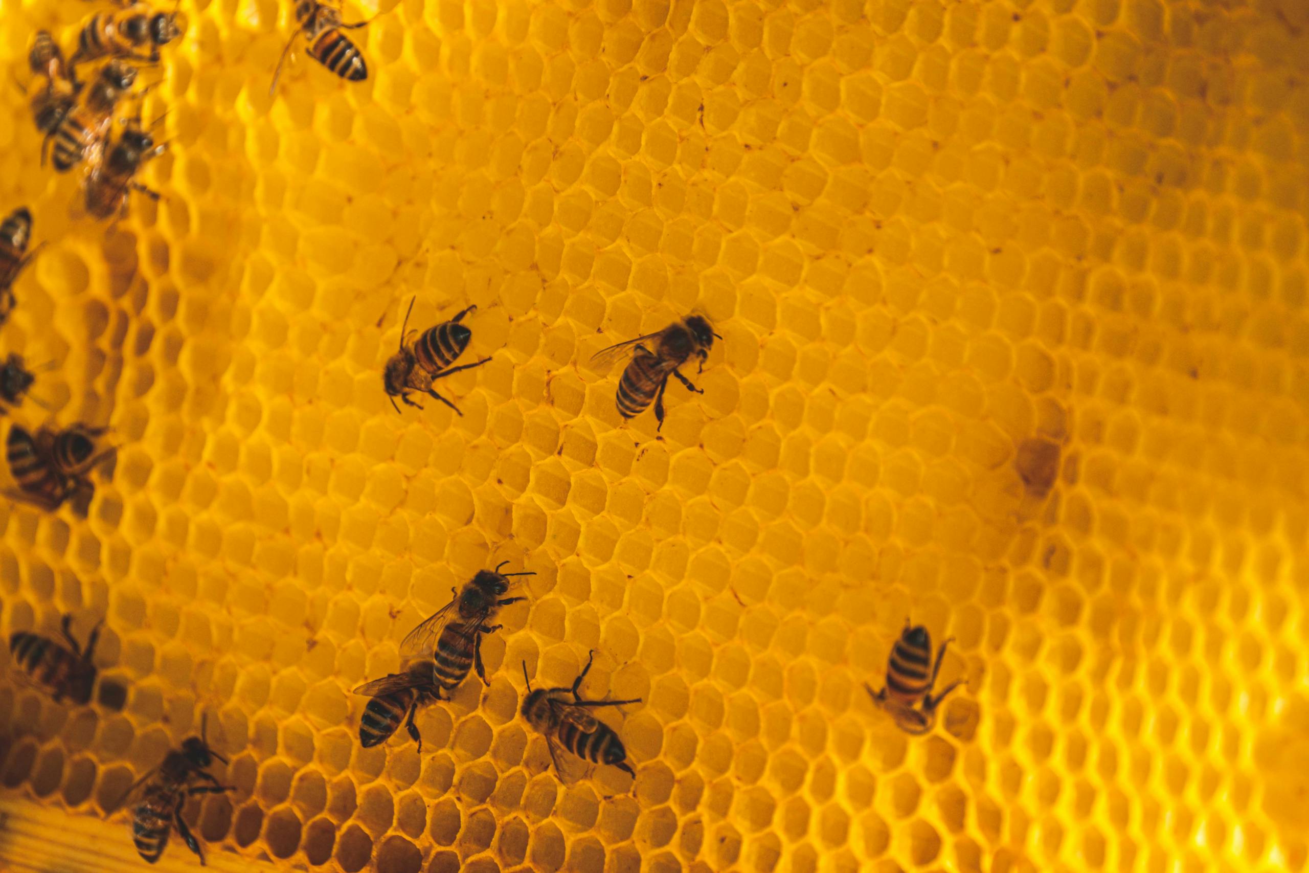 Macro photography of honey bees on a vibrant honeycomb structure filled with golden texture.