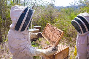 Two beekeepers in protective gear examining hive frames in a sunny outdoor apiary.
