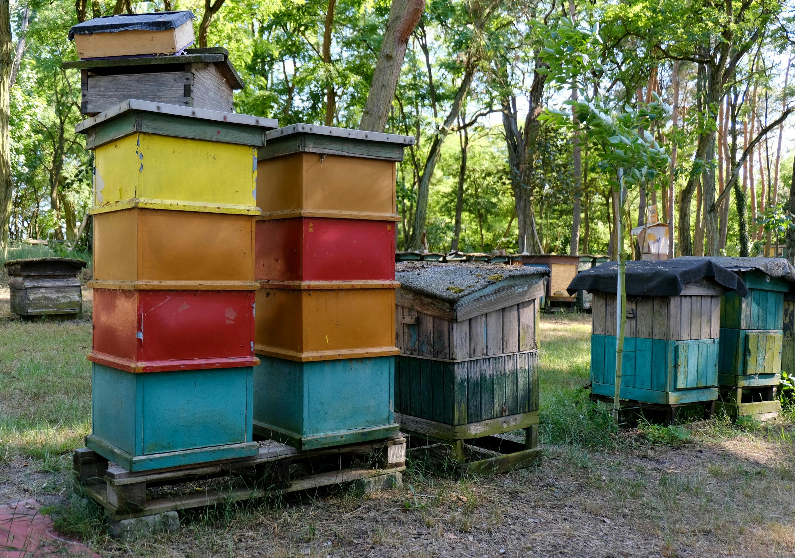 Vibrant beehives in a lush forest capturing nature's colorful harmony.