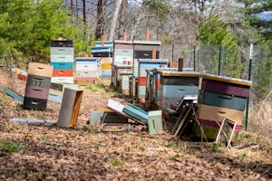 Best Location to Place a Beehive for Beginners