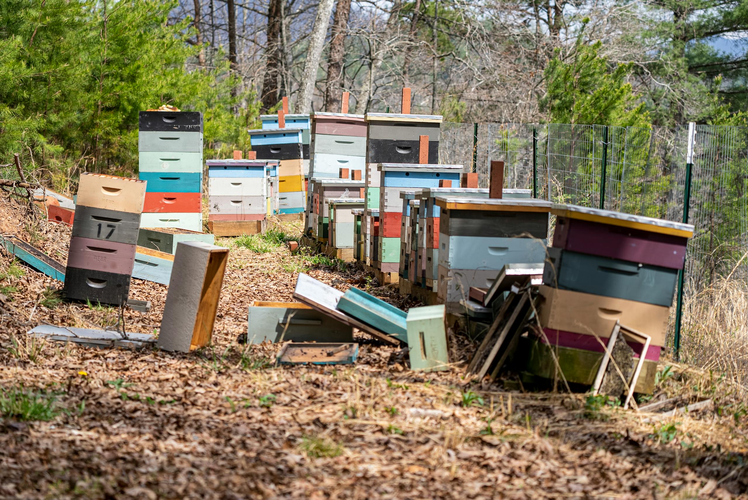 Best Location to Place a Beehive for Beginners